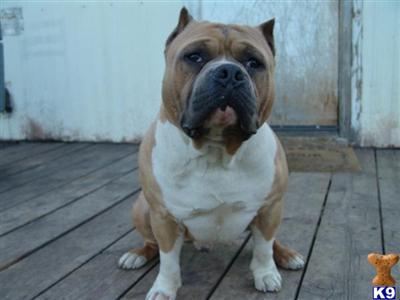 Stud Dogs in OR